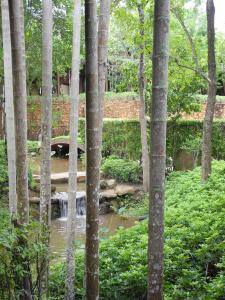 037 Ritz Phulay Bay trees